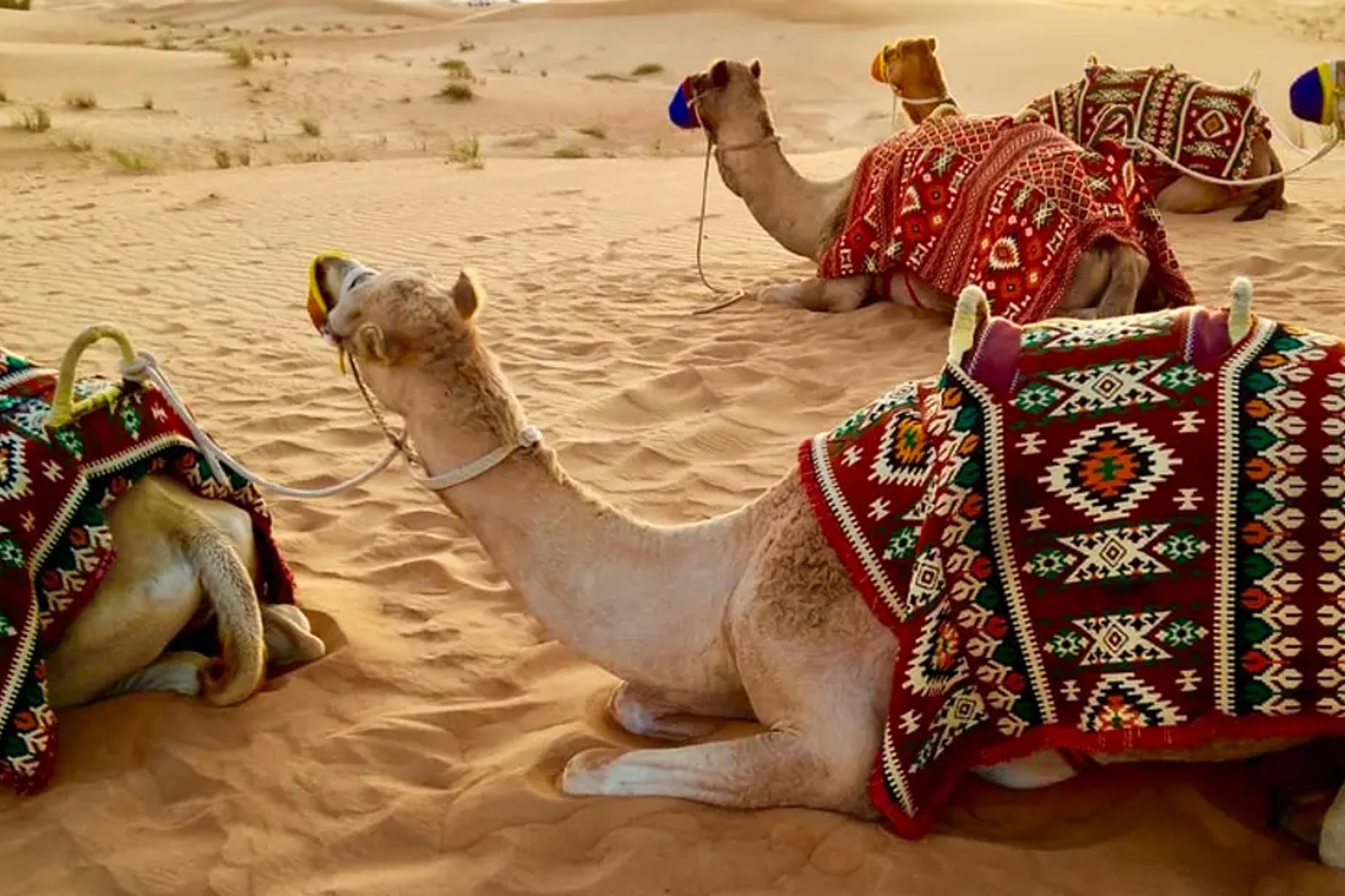 Evening Desert Safari Experience from Abu Dhabi